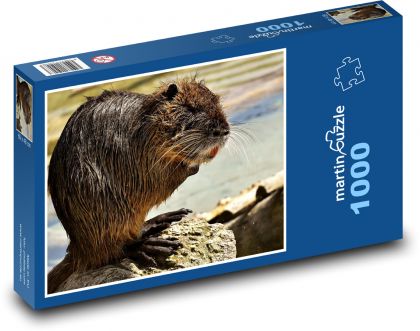 Nutria - zviera, vodná krysa - Puzzle 1000 dielikov, rozmer 60x46 cm