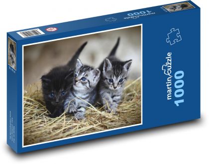 Koťata - kočky, zvířata - Puzzle 1000 dílků, rozměr 60x46 cm