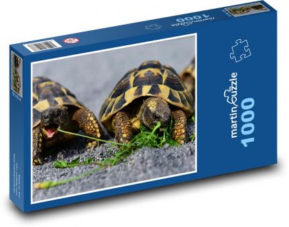 Korytnačky - plaz, zviera - Puzzle 1000 dielikov, rozmer 60x46 cm