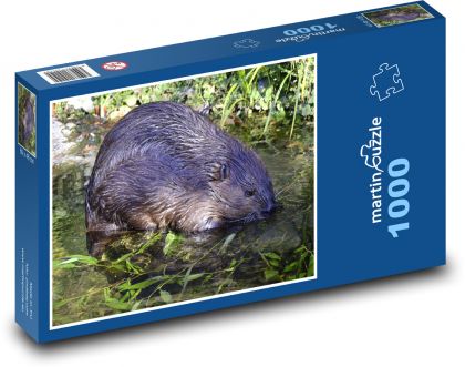 Bobr - vodní živočich, hlodavec - Puzzle 1000 dílků, rozměr 60x46 cm