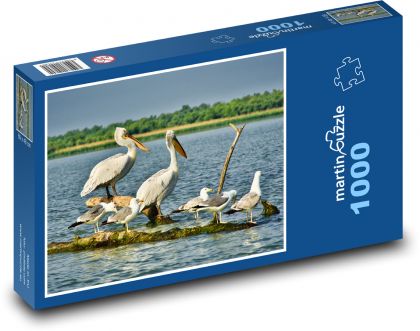 Pelikáni - rackové, vodní ptáci - Puzzle 1000 dílků, rozměr 60x46 cm