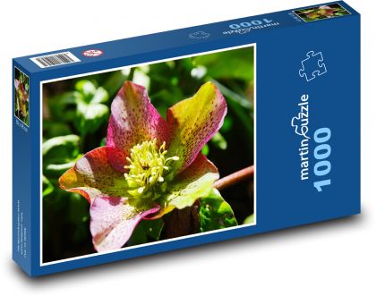 Vánoční růže - květina, květ - puzzle 1000 dílků