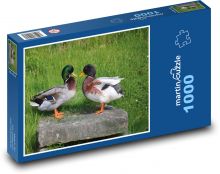 Kachny - vodní ptáci, zvířata Puzzle 1000 dílků - 60 x 46 cm
