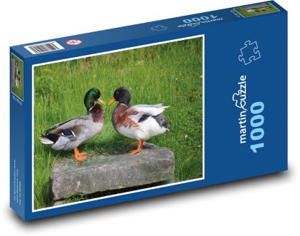 Kachny - vodní ptáci, zvířata - Puzzle 1000 dílků, rozměr 60x46 cm