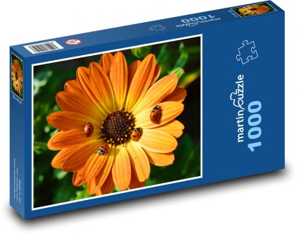 Gerbera - biedronka, kwiat - Puzzle 1000 elementów, rozmiar 60x46 cm