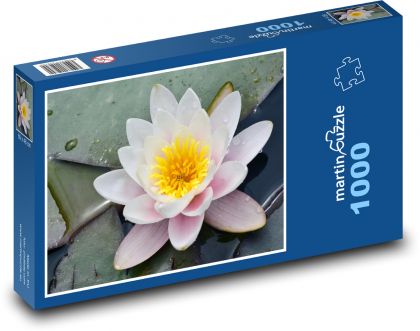 Bílý leknín - květ, rybník - Puzzle 1000 dílků, rozměr 60x46 cm