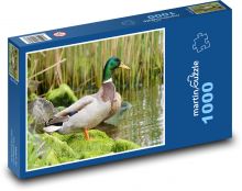 Divoký kačer - kachna, pták Puzzle 1000 dílků - 60 x 46 cm