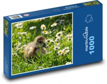 Kachna divoká - káčátko Puzzle 1000 - 60x46 cm