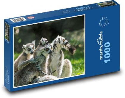 Lemuři - skupina lemurů - Puzzle 1000 dílků, rozměr 60x46 cm