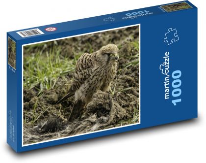 Sokol - dravý pták, příroda - Puzzle 1000 dílků, rozměr 60x46 cm