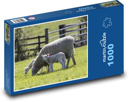 Ovce - jehně, zvířata - Puzzle 1000 dílků, rozměr 60x46 cm