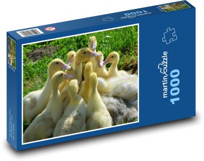 Kachny - mláďata, zvířata - puzzle 1000 dílků