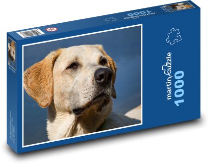 Pes - hlava, labrador - Puzzle 1000 dílků, rozměr 60x46 cm