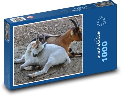 Domácí kozy - dobytek, rohy - Puzzle 1000 dílků, rozměr 60x46 cm