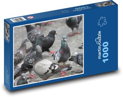 Holub ve městě - holubice, ptáci - Puzzle 1000 dílků, rozměr 60x46 cm