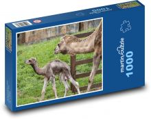 Velblodi - dromedár, mládě Puzzle 1000 - 60x46 cm