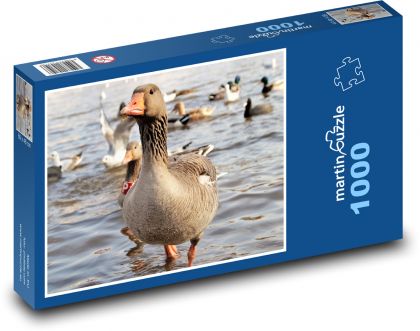 Hus - vodný vták - Puzzle 1000 dielikov, rozmer 60x46 cm