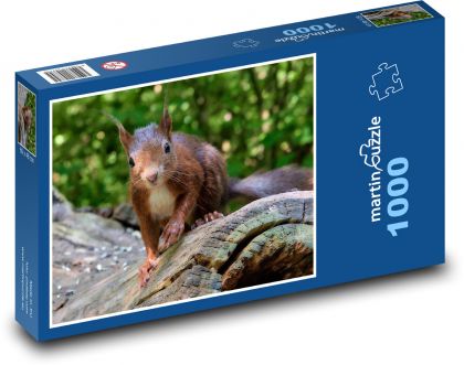 Hlodavec - hnědá veverka - Puzzle 1000 dílků, rozměr 60x46 cm
