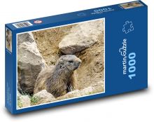 Alpy - Svišť - hlodavec Puzzle 1000 dielikov - 60 x 46 cm
