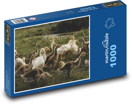 Kachny - vodní ptáci - Puzzle 1000 dílků, rozměr 60x46 cm
