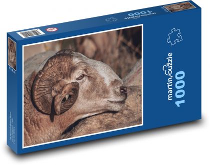Ovce - rohy, domácí zvíře - Puzzle 1000 dílků, rozměr 60x46 cm