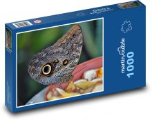 Motýl - hmyz, entomologie  Puzzle 1000 dílků - 60 x 46 cm