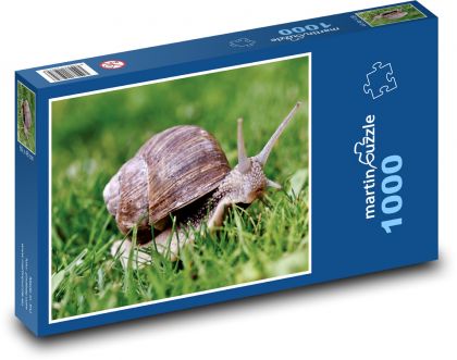 Hlemýžď - ulita, měkkýš   - puzzle 1000 dílků