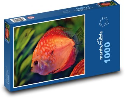 Disk ryba - akvárium, okrasná ryba  - Puzzle 1000 dílků, rozměr 60x46 cm
