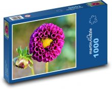 Fialová jiřina - květ, rostlina Puzzle 1000 dílků - 60 x 46 cm