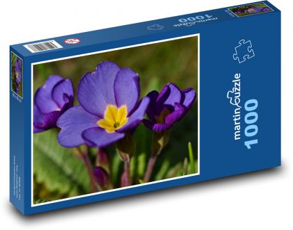 Petrklíč - fialová květina, rostlina - Puzzle 1000 dílků, rozměr 60x46 cm