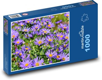 Astry - fialové květy, rostliny - Puzzle 1000 dílků, rozměr 60x46 cm