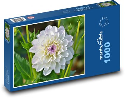 Bílá jiřina - květ, rostlina - Puzzle 1000 dílků, rozměr 60x46 cm