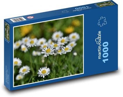 Sedmikráska - květ, rostlina - Puzzle 1000 dílků, rozměr 60x46 cm
