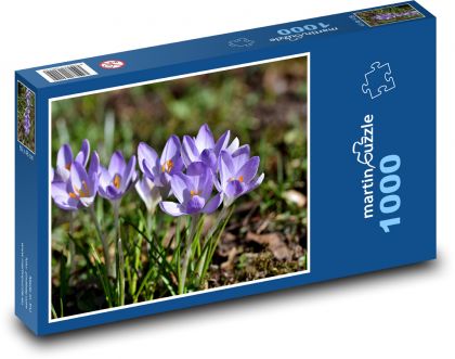 Lila Krokus - Frühlingspflanze, Blumen - Puzzle - 1000 Teile