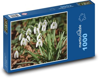 Bílé sněženky - jarní květiny, rostlina - puzzle 1000 dílků