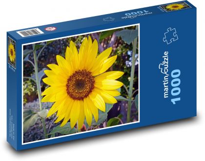 Slunečnice - květ, zahrada - Puzzle 1000 dílků, rozměr 60x46 cm