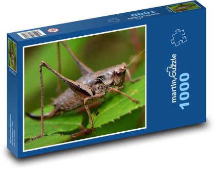 Saranče - hmyz, příroda - Puzzle 1000 dílků, rozměr 60x46 cm