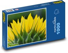 Slunečnice - květ, rostlina Puzzle 1000 dílků - 60 x 46 cm