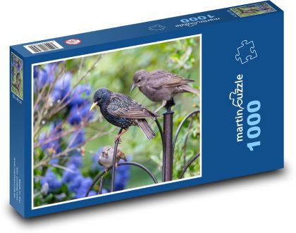 Mladý špaček - pták, zvíře - Puzzle 1000 dílků, rozměr 60x46 cm