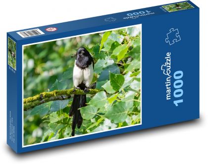 Schwarze Elster - sitzt auf einem Baum, Vogel - Puzzle - 1000 Teile