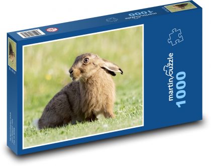 Mladý zajac - zviera, cicavec - Puzzle 1000 dielikov, rozmer 60x46 cm