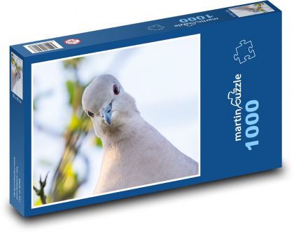 Obojkový holub - holubice, pták - Puzzle 1000 dílků, rozměr 60x46 cm