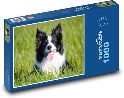 Border kolie - pes, ovčák - Puzzle 1000 dílků, rozměr 60x46 cm