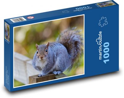 Roztomilá veverka - zvíře, sledování - puzzle 1000 dílků