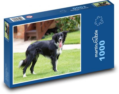 Border collie - male. pet - Puzzle 1000 pieces, size 60x46 cm 