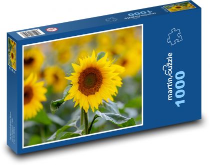 Slunečnice - žluté květiny, rostliny  - Puzzle 1000 dílků, rozměr 60x46 cm