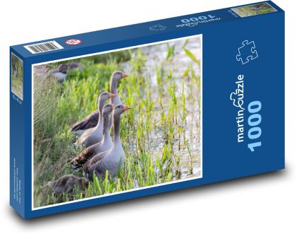 Kanadagänse - Wasser, See - Puzzle - 1000 Teile