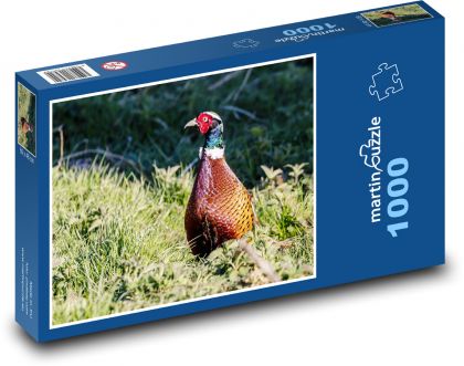 Fasan - Vogel, Jagd - Puzzle - 1000 Teile