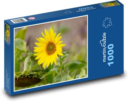 Žltá slnečnica - kvet, rastlina - Puzzle 1000 dielikov, rozmer 60x46 cm