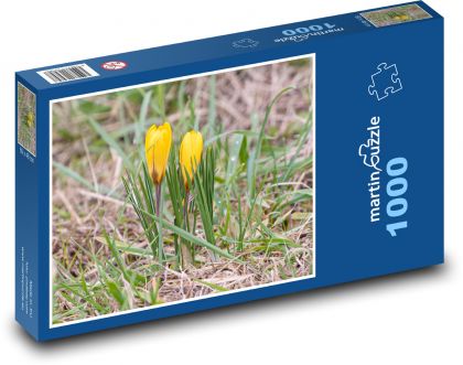 Gelbe Krokusse - Pflanzen, Blumen - Puzzle - 1000 Teile